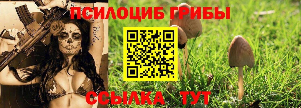 Избербаш  Псилоцибиновые грибы Cubensis  Вход с VPN 